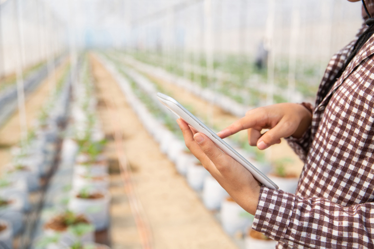 Inteligência artificial pode ajudar agricultores