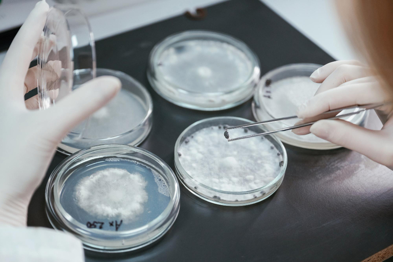 Empresa investe US$ 6 milhões em novos biofungicidas e bioinseticidas