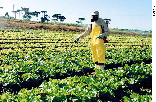Agricultores do Paraná estão reduzindo a adubação para cortar custos 
