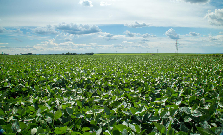 Através de coletores de esporos, a ferrugem asiática foi identificada pela 1° vez na safra de soja do Paraná