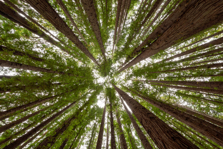Veracel transforma resíduos de celulose em fertilizante para eucaliptos