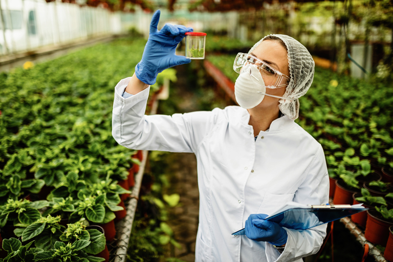 Estudo mostra que bactéria da Caatinga tem potencial bioherbicida contra a buva