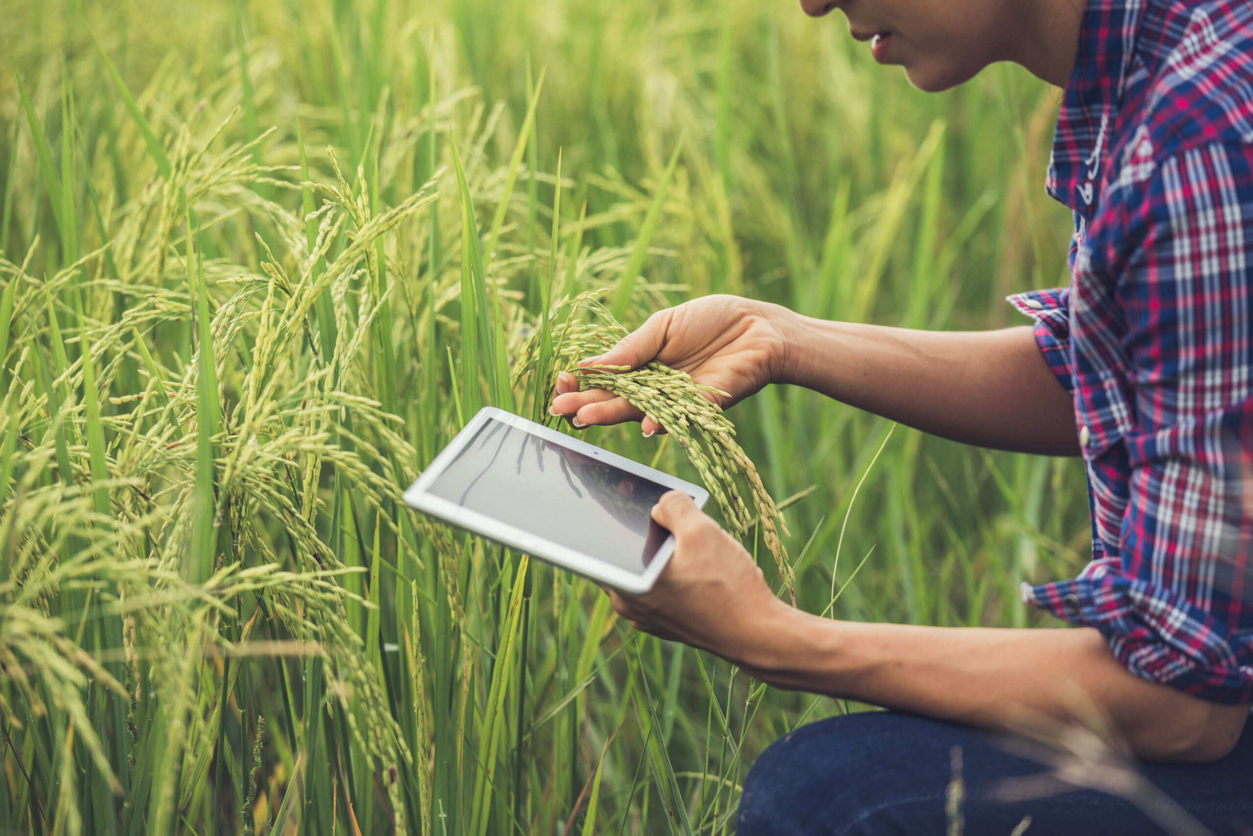 Desenvolvimento de redes neurais para a agricultura nos Estados Unidos