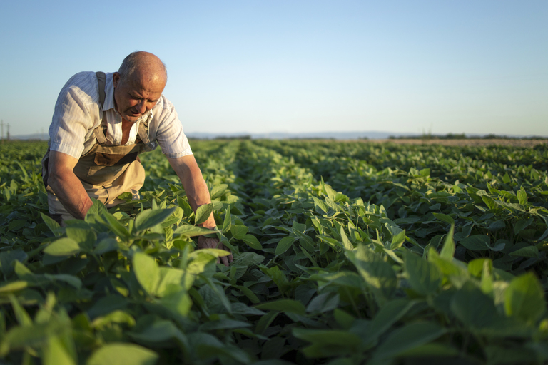 Mutação das plantas daninhas dificultam a eficiência de herbicidas no campo