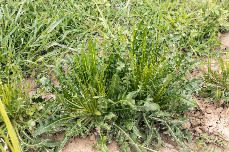 Resistência de plantas daninhas reforça a necessidade de estratégias integradas de controle
