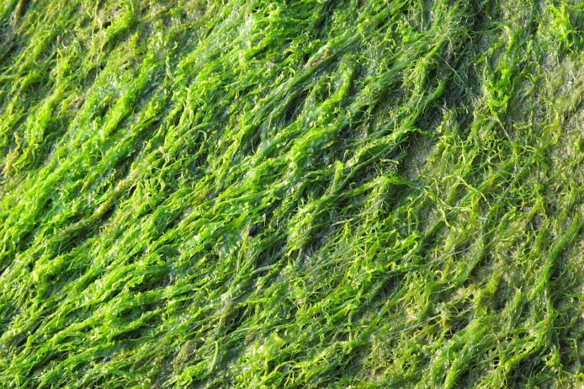 Parque Orgânico amplia produção de fertilizantes microbiológicos