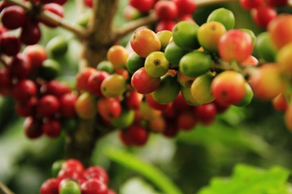 Yara firma parceria com a Coocacer para produção de café de baixo carbono no Cerrado Mineiro