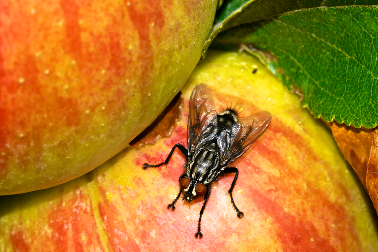 Estudo indica avanço de moscas-das-frutas invasoras no Bioma Pampa