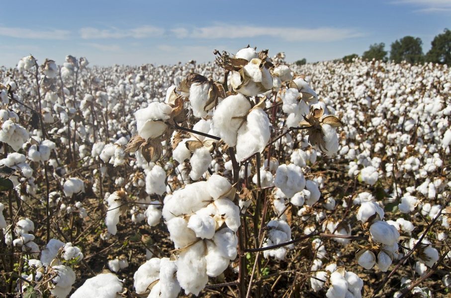 Empresa indiana obtém patente para combinação diafentiuron + piriproxifeno