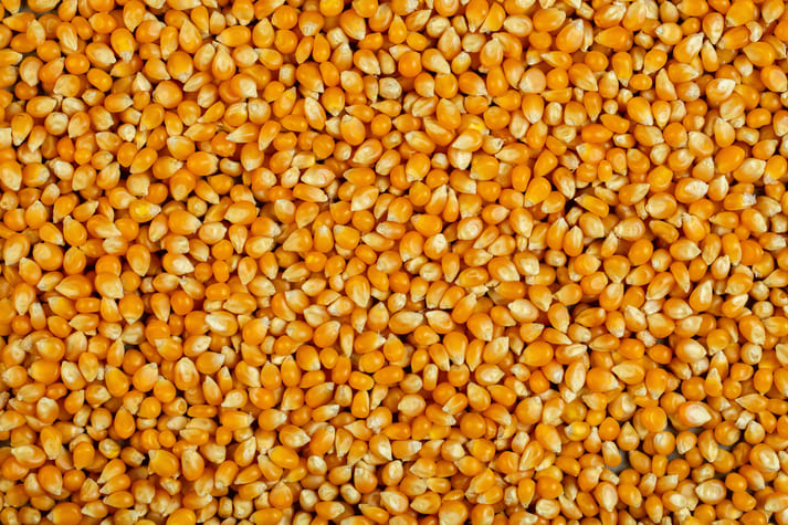 Biotecnologias para fixação de nitrogênio pode permitir o cultivo de milho sem ureia