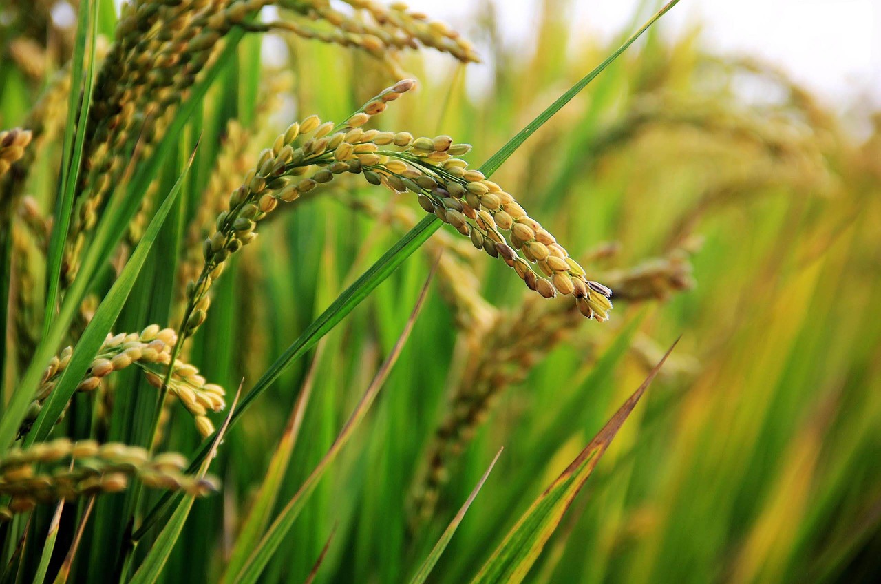 Corteva lança dois defensivos para a cultura de arroz