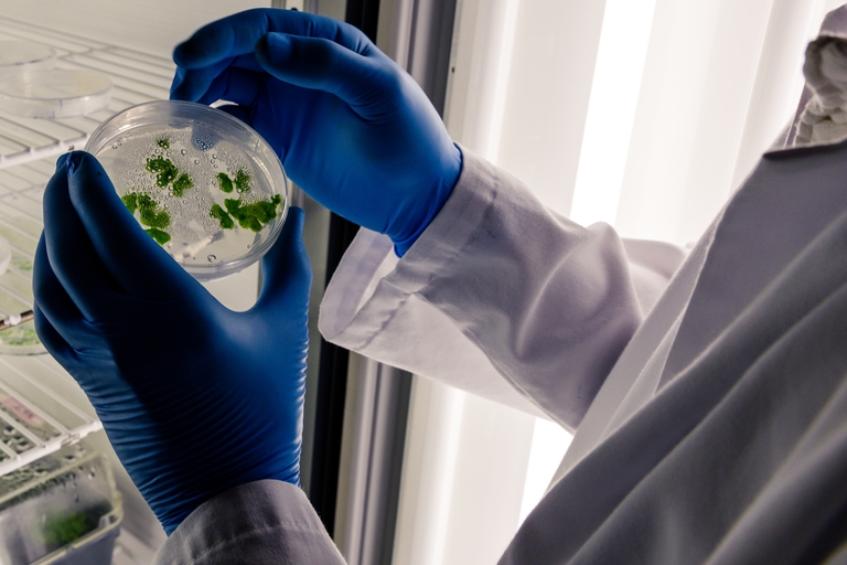 Pesquisa evidencia diversidade tecnológica dos biofungicidas e seus impactos no manejo