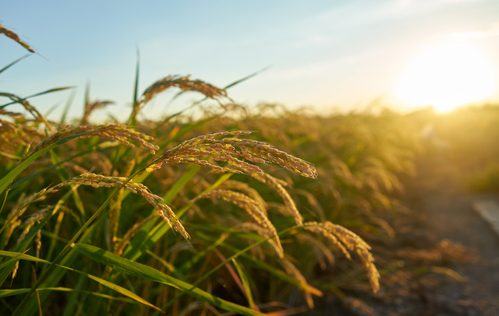Na Índia, novas variedades de arroz prometem reduzir o uso de ureia em 50%