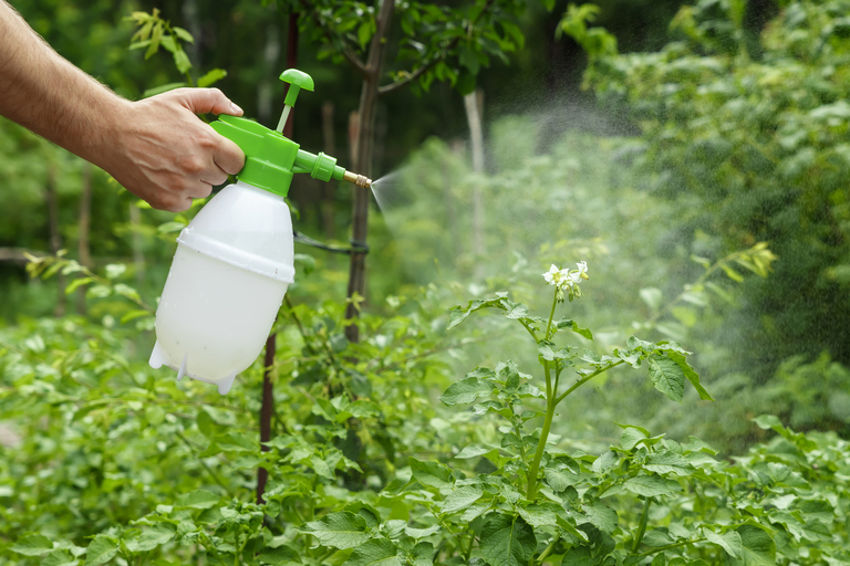 Glifosato: como funciona o herbicida mais usado no controle de plantas daninhas