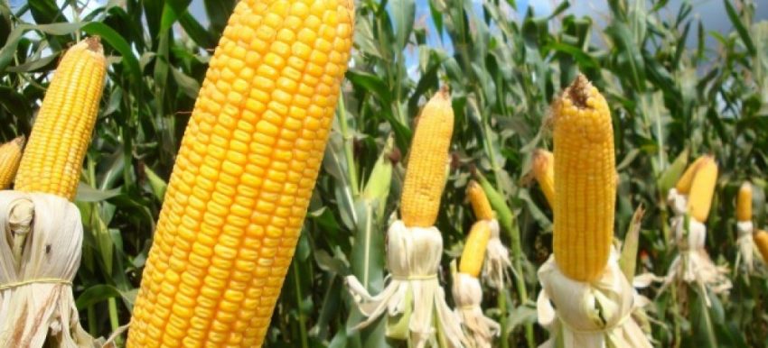 Custeio do milho em Mato Grosso caiu 1% em fevereiro