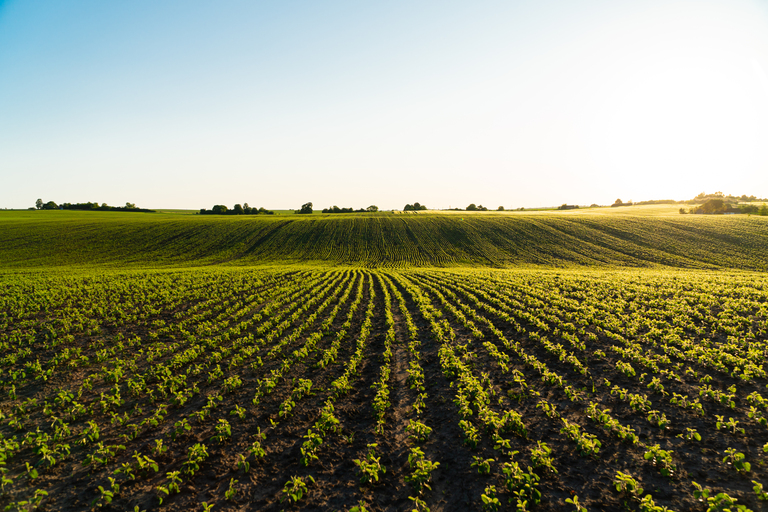 Área favorável à lagarta-do-cartucho pode crescer 91,8% com o avanço do clima