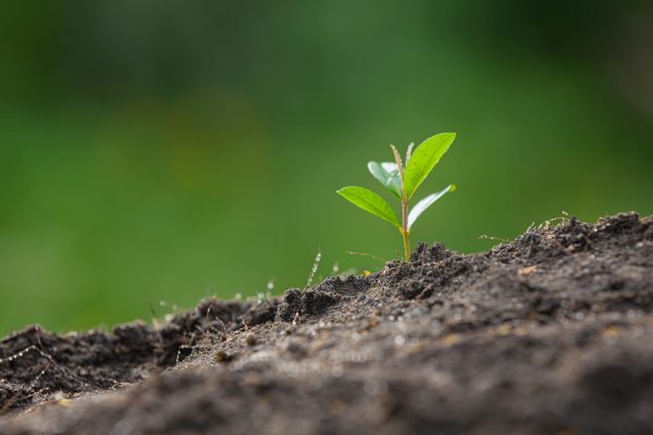 Fertilizante ameniza impacto da seca e surpreende pesquisadores
