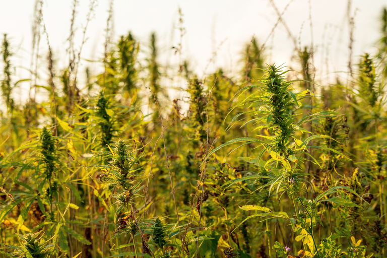 Combinação de práticas agrícolas é essencial contra resistência a herbicidas