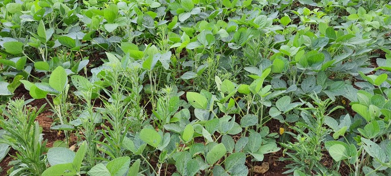 Safra 2025/26 registra forte pressão de plantas daninhas resistentes em diversas regiões produtoras