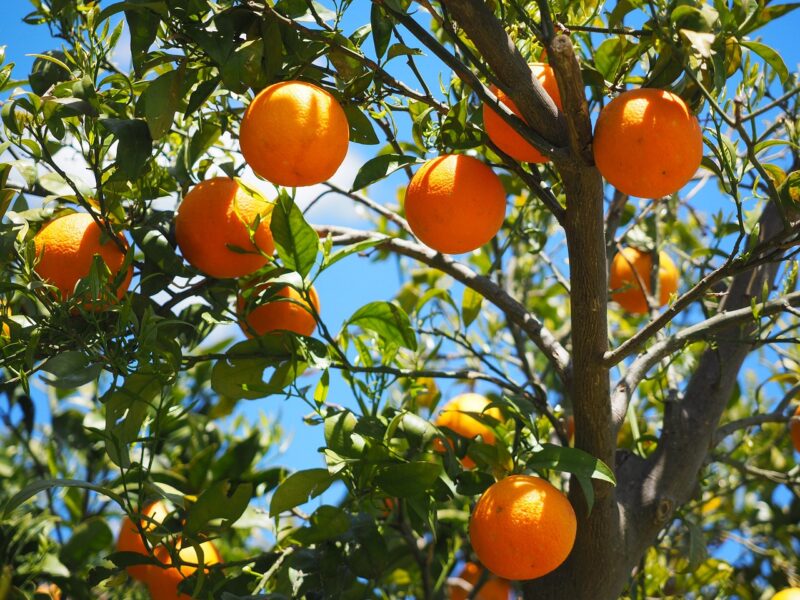 Lista ProteCitrus é atualizada