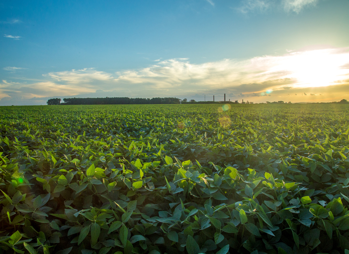 Manejo Integrado é peça-chave no combate a pragas sugadoras que ameaçam a produtividade no campo
