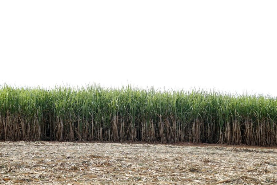 Ihara e Baldan Connected fecham parceria com foco em herbicidas para cana