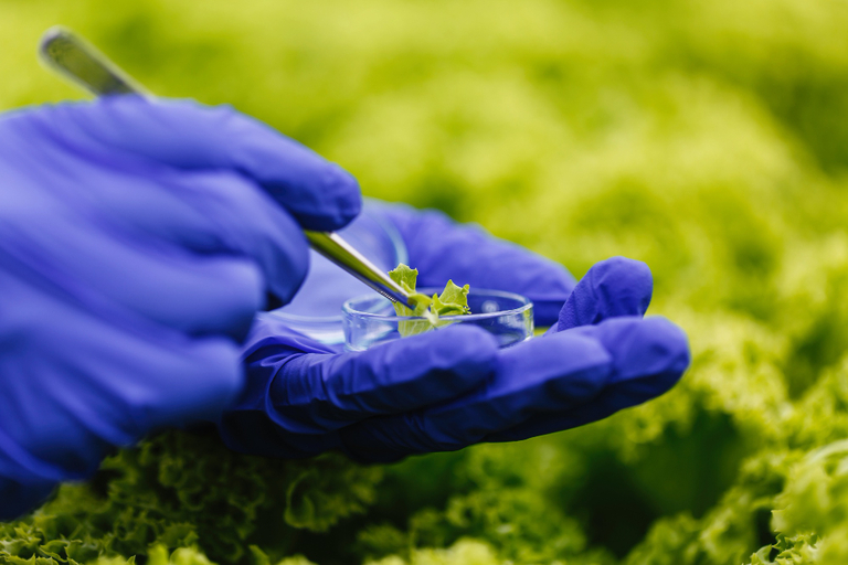 Genes de resistência à ferrugem-asiática foi identificada através da parceria entre 2Blades e Bayer