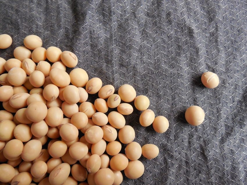 Alto preço de fertilizantes atrasa comercialização da safra 2019/2020
