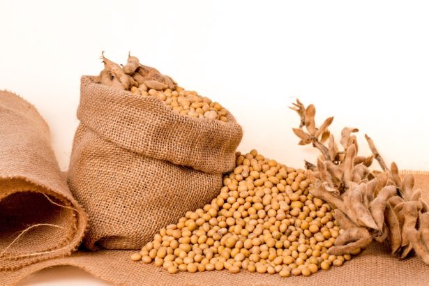 Fertilizantes lideram custos na produção de soja em MS para a safra 2025/2026